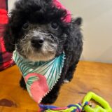 Laika Miniature Poodle 03