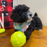 Laika Miniature Poodle 04