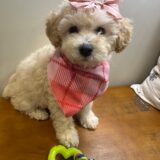 Maggie Miniature Poodle 01