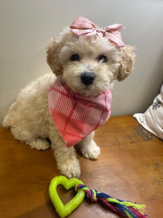 Maggie Miniature Poodle 01