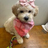 Maggie Miniature Poodle 02