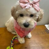 Maggie Miniature Poodle 03