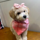 Maggie Miniature Poodle 04