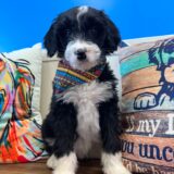 Maku Miniature Aussiedoodle 01