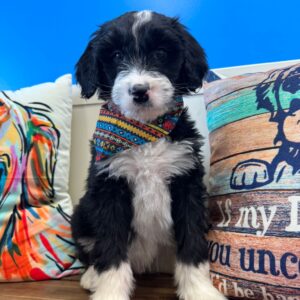 Maku Miniature Aussiedoodle 01