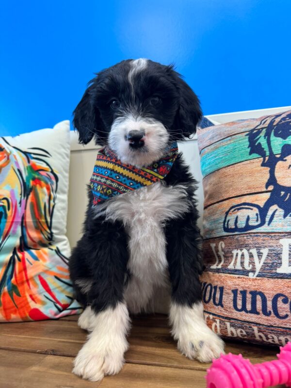 Maku Miniature Aussiedoodle 01