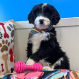 Maku Miniature Aussiedoodle 02