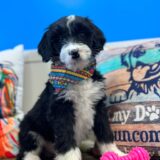 Maku Miniature Aussiedoodle 03