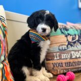 Maku Miniature Aussiedoodle 04