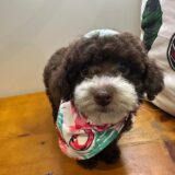 Milu Miniature Poodle 01