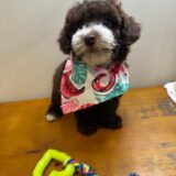 Milu Miniature Poodle 02