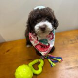 Milu Miniature Poodle 03