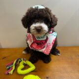 Milu Miniature Poodle 04