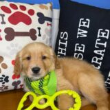 Sarn Golden Retriever 02