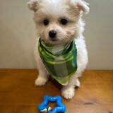 Scout Maltipoo 01