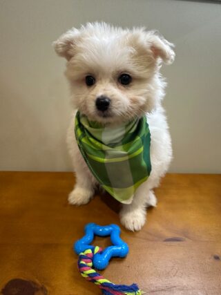 Scout Maltipoo 01