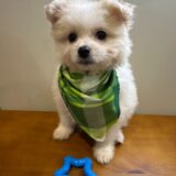 Scout Maltipoo 02