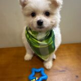 Scout Maltipoo 03