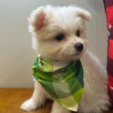 Scout Maltipoo 04