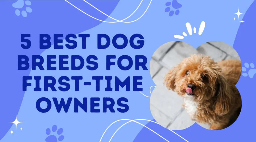 The 5 Best Dog Breeds for First-Time Owners (And Why They’re Perfect!)