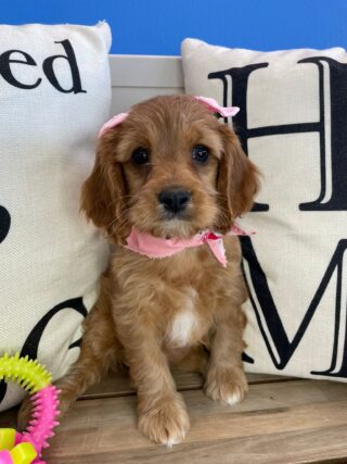 Bibi Cavapoo 01