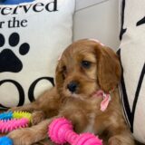 Bibi Cavapoo 03