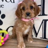 Bibi Cavapoo 04