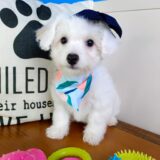 Ella Bichon Frise 01