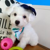 Ella Bichon Frise 02