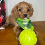 Hansel Cavapoo 01