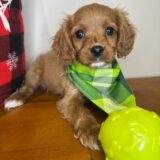 Hansel Cavapoo 02