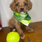 Hansel Cavapoo 03