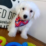 Zeke Bichon Frise 01