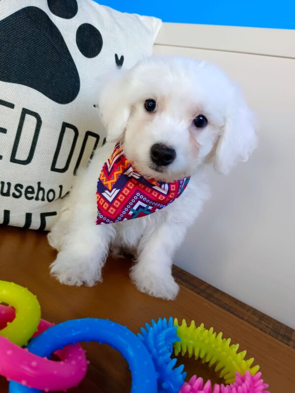 Zeke Bichon Frise 01