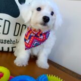 Zeke Bichon Frise 02