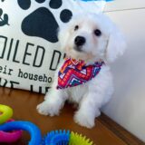 Zeke Bichon Frise 04