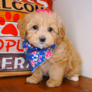 Alexis Maltipoo 01