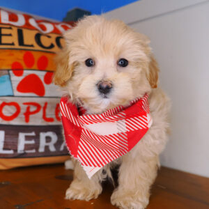 Alistair Maltipoo 01