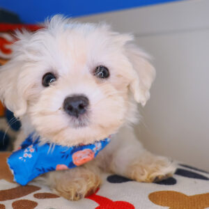 Anna Maltese 01