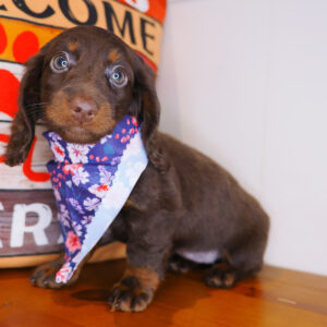 Avery Dachshund 01