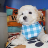 Baxter Maltipoo 03