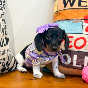 Daniela Dachshund 01
