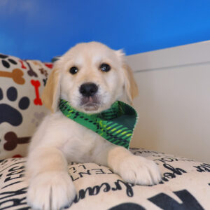 Johann - Golden Retriever 01