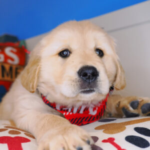 Kerberos Golden Retriever 01