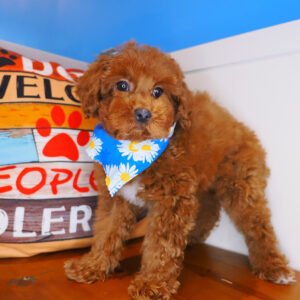 Leena Toy Poodle 01