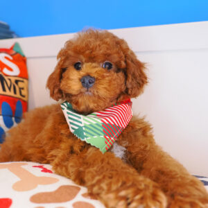 Liam Toy Poodle 01