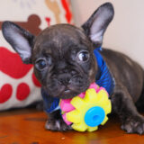 Morphi French Bulldog 01