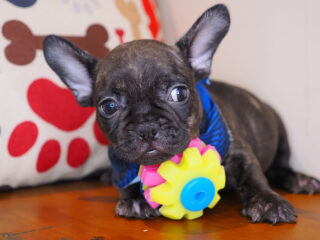 Morphi French Bulldog 01