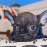 Morphi French Bulldog 02