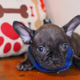 Morphi French Bulldog 03